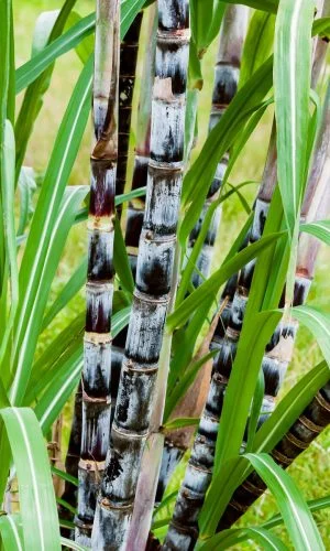 alamy-1719547821-qqb3ld0zdet533ulex227dlluqqei5hpzw0phuwux4